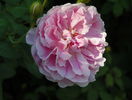 Cottage Rose