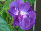 Rhapsody in Blue