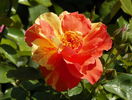 Sorbet Fruite