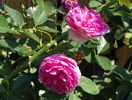 Gertrude Jekyll