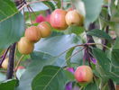 malus Rudolph