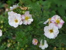 potentilla Princess