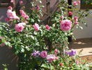 25 aug 084