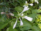 hosta plantaginea