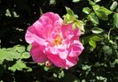 2 sept, England s Rose