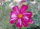 cosmos