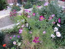 cosmos