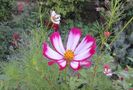 cosmos