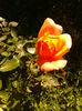 Fotografie0246