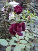 DSC05684