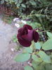 DSC05686