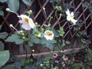 DSC06059