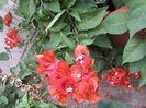 8 sept, bouganvillea orange