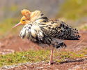 the_ruff_17_by_nordfold-d4otkb0