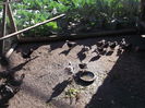 Picture 6686