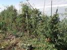 Picture 6715