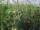 Picture 6724