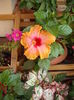 DSCF4433