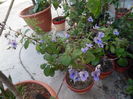 Clerodendrum ugandese