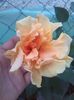 IMG-20150909-WA0004