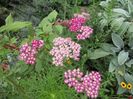 achillea paprika