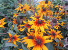 Rudbeckia