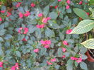 DSCN5528