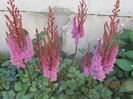 Astilbe red (6)