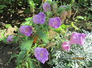 Campanula medium (5)
