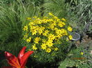Coreopsis zagreb