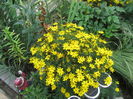 Coreopsis zagreb