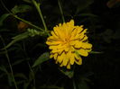 DSCN7515