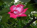 DSCN7519