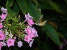 DSCN7535