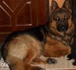 36355373_2_1000x700_vand-catei-ciobanesc-german-fotografii_rev019