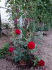 IMG_07092015_185023