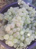 chasselas