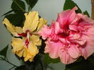 DSC03451