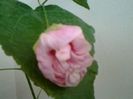 Abiti roz b%u0103tut