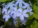 Plumbago bleau