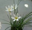 Zephiranthes albi