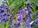 Duranta repens