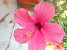 DSCN8521