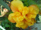 DSCN8523