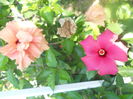 DSCN8567