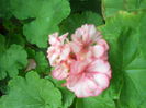 DSCN8564
