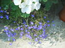 DSCN8565