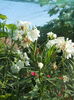 DSCN8573