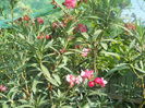 DSCN8574