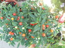 DSCN8577